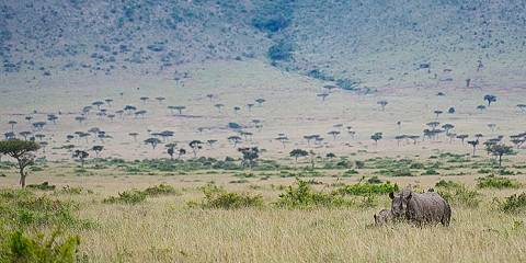 4-Day Big Five Trail Lake Nakuru and Masai Mara
