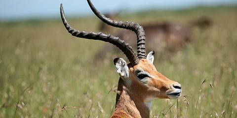 2-Day A Night in the Wild - Masai Mara
