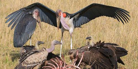 7-Day Budget Amboseli–Naivasha & Mara Safari Deal