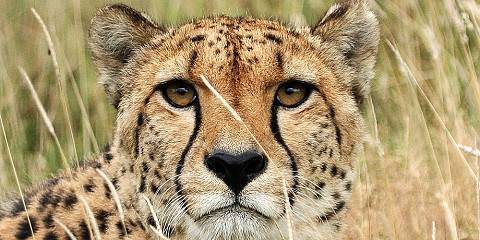 7-Day A Classic Masai Mara Safari & Beach Escape