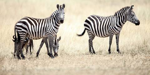 3-Day Into the Wild – Masai Mara Safari
