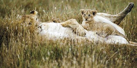 5-Day Adventure Safari in Kenya