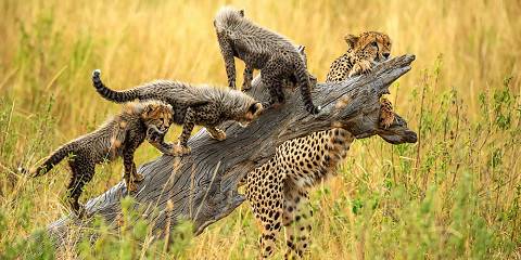 4-Day Masai Mara National Reserve & Lake Nakuru Safari