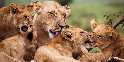 1-Day Day Ngutuni Sanctuary Safari from Diani/Mombasa