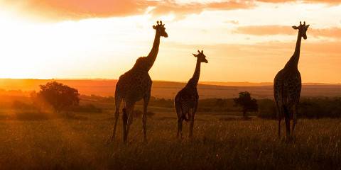 Maasai Mara Nakuru Naivasha and Amboseli Tour
