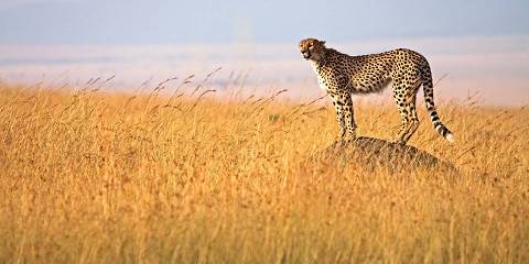 4-Day Unforgettable Masai Mara Mid-Range Safari