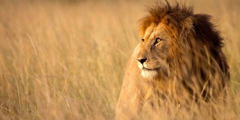 6-Day Kenya Safari: Amboseli, Naivasha & Masai Mara