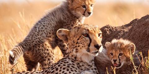 6-Day Highlights of Kenya and Tanzania - Mid-Range