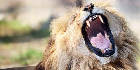 7-Day African Wonders - Perfect Bush and Beach Escape
