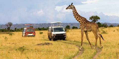 3-Day Masai Mara Fly-in Safari from Coast