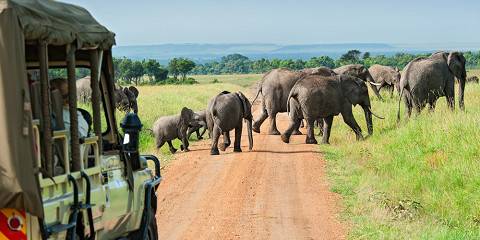 5-Day Safari Escape - Celebrate Love & Life in Kenya