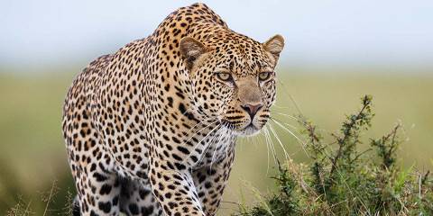 5-Day Flamingos and Big Cats Adventure-Mid Range