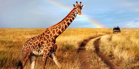7-Day Ultimate Adventure Safari Amboseli to Masai Mara