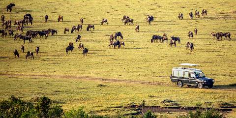 5-Day Luxurious Masai Mara, L Nakuru and L Naivasha Tour