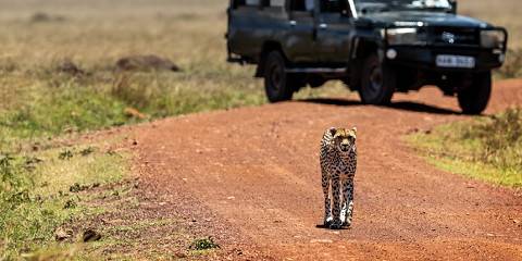 Maasai Mara Lap of Luxury Safari
