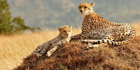 Mesmerizing Luxury Safari in the Bush - 2026/2027