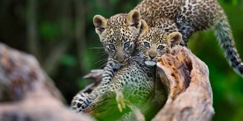 7-Day Masai Mara, Nakuru, Naivasha & Amboseli Safari