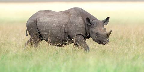 Best of Kenya and Tanzania Midrange Safari