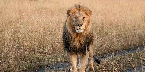 5-Day Kenya Favorites-a Classic Safari Adventure