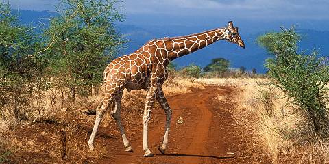 10-Day Luxury Kenyan Wildlife & Beach Fly-in Safari