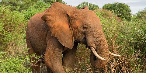 Group Joining Safari to Amboseli from Nairobi