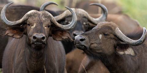 5-Day Ultimate Wildlife Experience