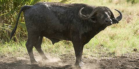 Lake Nakuru Park Safari