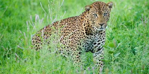 Lake Nakuru and Masai Mara Wildlife Adventure