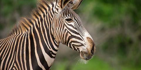 2-Day Amboseli Tour Safari Mid-Range
