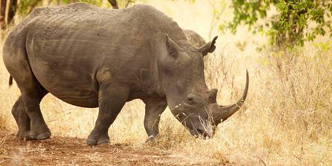 6-Day Iconic Kenya Safari with a 4x4- Luxury