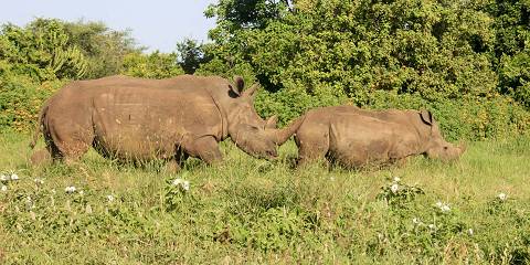 7-Day Kenya Luxury Honeymoon Safari Tour