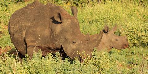 5-Day Masai Mara - Lake Naivasha - Lake Nakuru Adventure