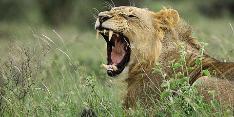 4-Day Tsavo East & West Safari from Mombasa