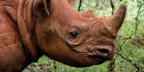 Kenya Wildlife & Wilderness Experience