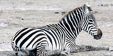 5-Day Amboseli, Tsavo West, Tsavo East - End in Mombasa
