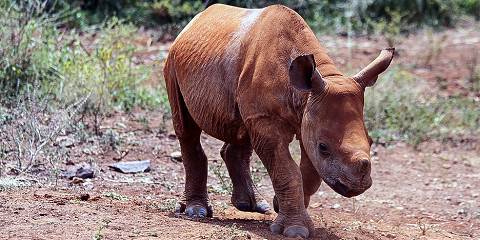 Kenyan Safari Adventure
