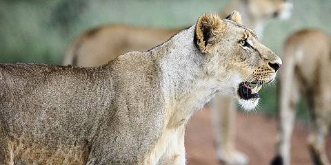½-Day Nairobi National Park Excursion