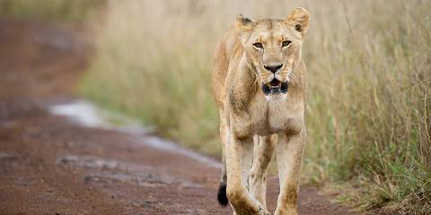 5-Day Amboseli, Lake Naivasha and Mara - Mid-Range