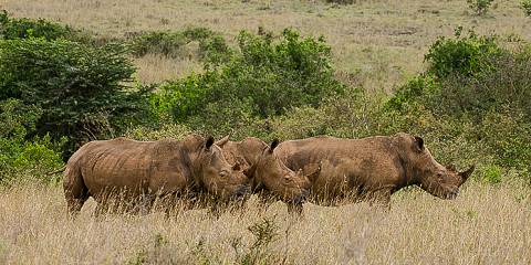 ½-Day Magical Urban Wildlife Experience in Kenya