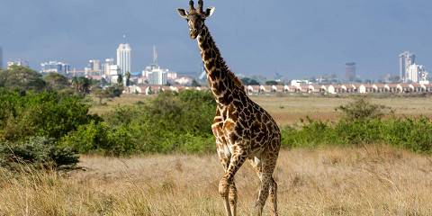 ½-Day Nairobi National Park - Private Tour by Van