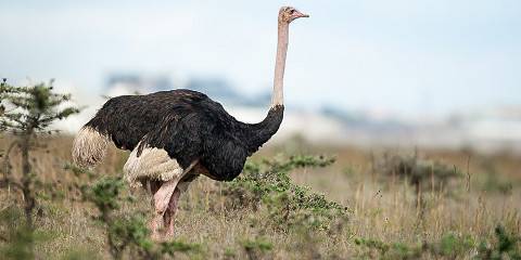 Secrets of Samburu Mid Range Fly-in Safari