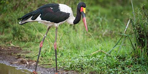 ½-Day Airport Layover Safari in Nairobi National Park