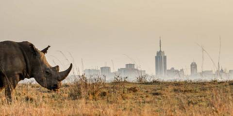 8-Day Mara Chui Safari