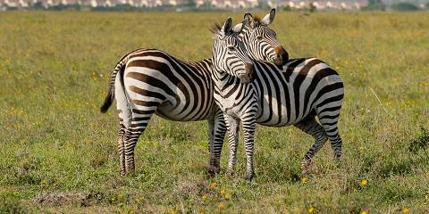 1-Day Nairobi Wildlife Experience