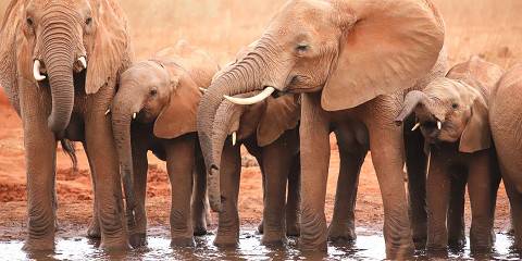 4-Day Amboseli & Tsavo East–West Safari Adventure