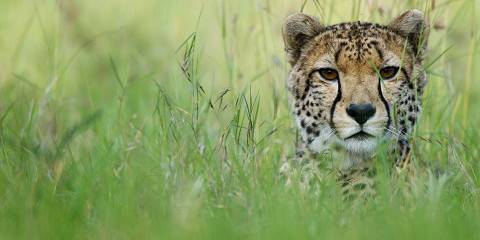 7-Day Amboseli Lake Nakuru and Maasai Mara Game Reserve
