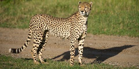 1-Day Ol Pejeta Conservancy from Nairobi
