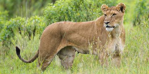 10-Day Magical Kenya Honeymoon Adventure