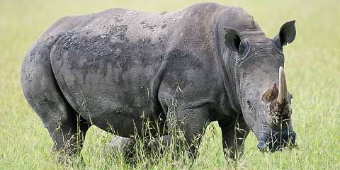 3-Day Tsavo East & Tsavo West Safari from Diani/Mombasa
