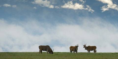 8-Day Epic Experience Safari